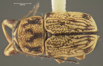 Media type: image;   Entomology 24969 Aspect: habitus dorsal view
